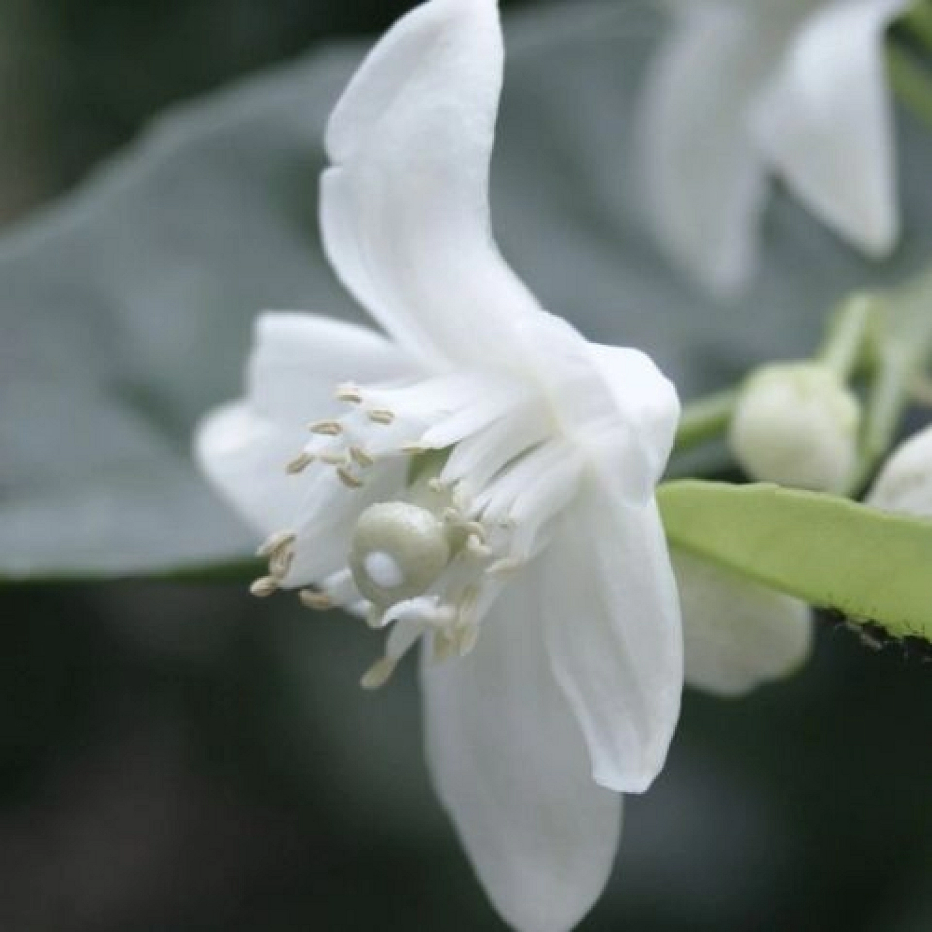 Tónico Limpiador Desmaquillante de Azahar y Hamamelis | Poros, Acné y Equilibrio | Sublime Oils ®