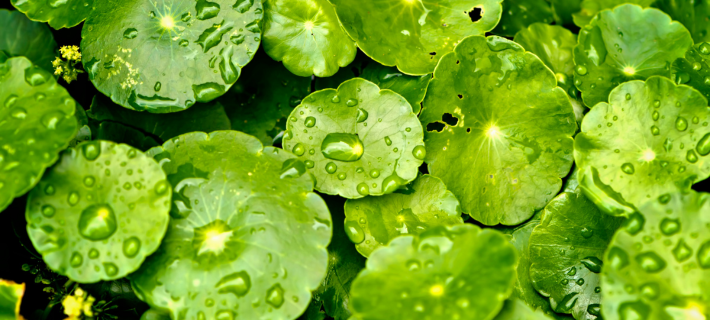 Centella asiática para qué sirve