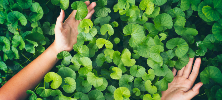Centella asiática propiedades