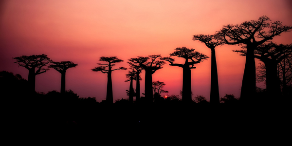 Qué es el baobab